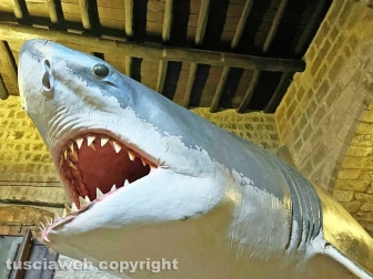 Squali predatori perfetti