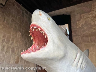 Squali predatori perfetti