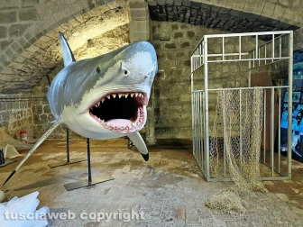 Squali predatori perfetti