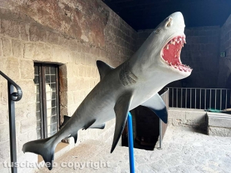 Squali predatori perfetti