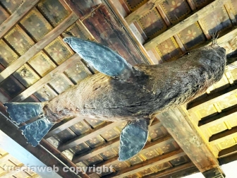 Squali predatori perfetti