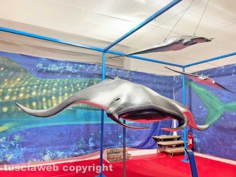 Squali predatori perfetti