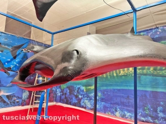 Squali predatori perfetti