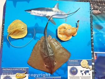 Squali predatori perfetti