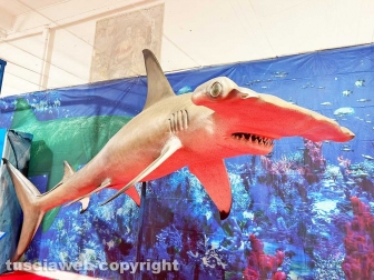 Squali predatori perfetti