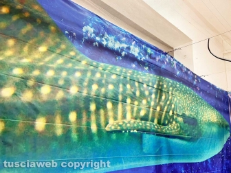 Squali predatori perfetti