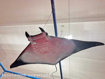 Squali predatori perfetti