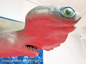 Squali predatori perfetti