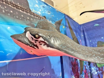 Squali predatori perfetti