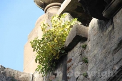 Un fico - Porta Fiorentina