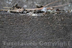 Guano di piccione - Porta Fiorentina