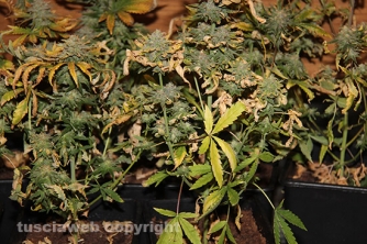 Stroncato giro di spaccio in centro