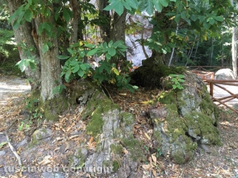 Il-bosco-dei-Monti-Cimini