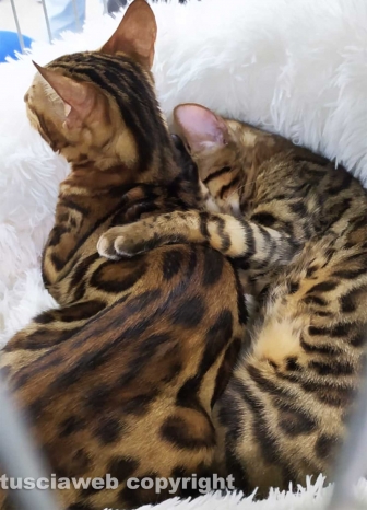 Roma - Uno dei gatti che ha partecipato al SuperCat Show 2022