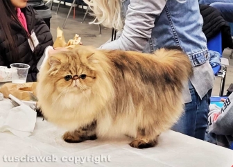 Roma - Uno dei gatti che ha partecipato al SuperCat Show 2022
