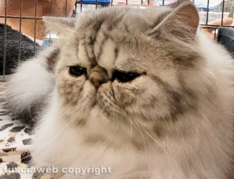 Roma - Uno dei gatti che ha partecipato al SuperCat Show 2022