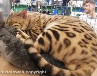 Roma - Uno dei gatti che ha partecipato al SuperCat Show 2022