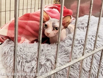 Roma - Uno dei gatti che ha partecipato al SuperCat Show 2022