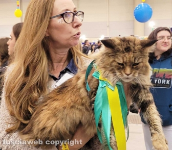 Roma - Uno dei gatti che ha partecipato al SuperCat Show 2022