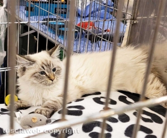 Roma - Uno dei gatti che ha partecipato al SuperCat Show 2022