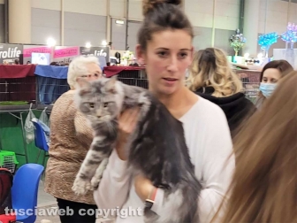 Roma - Uno dei gatti che ha partecipato al SuperCat Show 2022