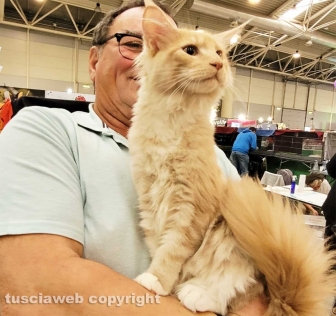 Roma - Uno dei gatti che ha partecipato al SuperCat Show 2022