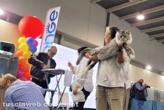Roma - Uno dei gatti che ha partecipato al SuperCat Show 2022