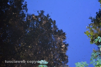 Etruschi - Castel d\'Asso - Sversamenti nell\'Urcionio