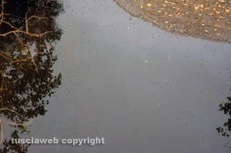 Etruschi - Castel d\'Asso - Sversamenti nell\'Urcionio