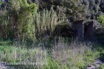 Etruschi - Castel d\'Asso - Sversamenti nell\'Urcionio