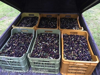 Tobia-San Martino al Cimino olio e vino