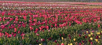 Tornano i tulipani di Tuscia Flower