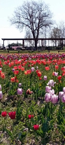 Tornano i tulipani di Tuscia Flower