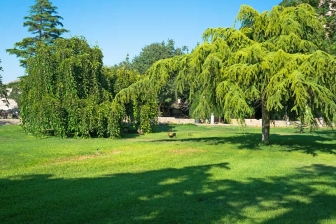 Tra i rami dell'arte