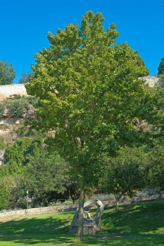 Tra i rami dell'arte