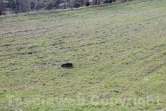 Il grave incidente alla Commenda