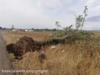Maltempo - Tromba d'aria nella zona nord di Viterbo - Un albero sradicato