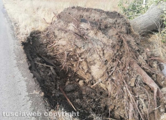 Maltempo - Tromba d'aria nella zona nord di Viterbo - Un albero sradicato