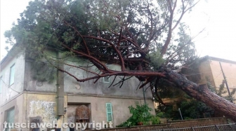Civita Castellana - Albero crolla su una casa