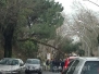 Un albero crollato