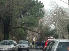 L'albero crollato