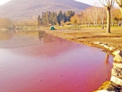 16-L\'alga rossa al lago di Vico
