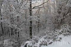 184-La Faggeta innevata