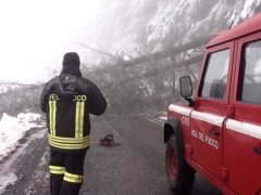 Neve - Un albero crollato sulla Cimina