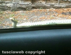 Nepi - Un serpente sul finestrino della macchina