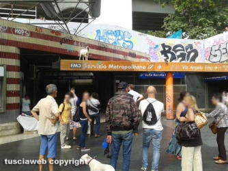 Una capretta bloccata sul tetto della stazione