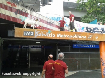Una capretta bloccata sul tetto della stazione