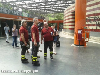 Una capretta bloccata sul tetto della stazione