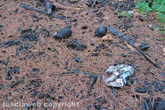 Una discarica in strada Bagni