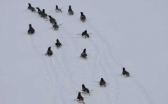 La spedizione di Nascetti in Antartide